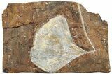 Fossil Ginkgo Leaf From North Dakota - Paleocene #234585-1